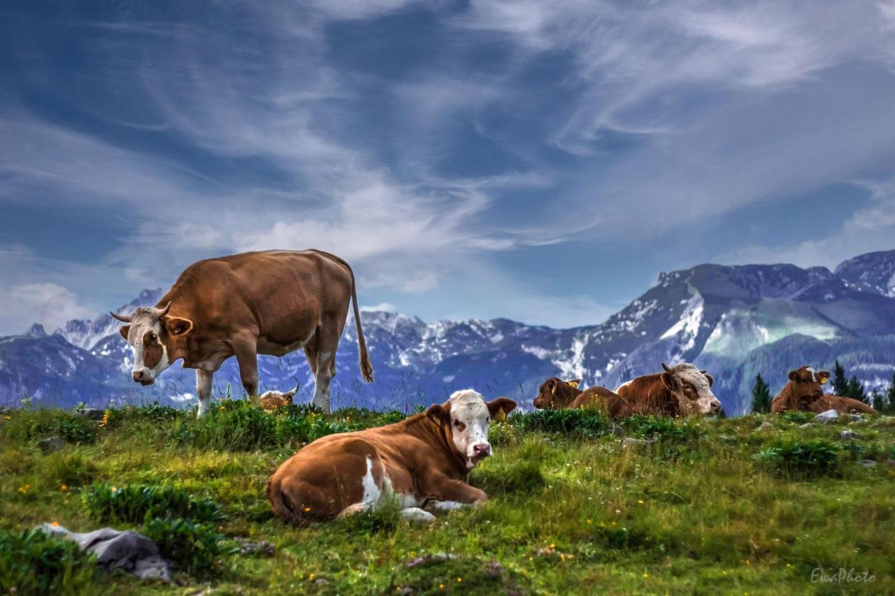 Willa Koca Ojstrica - Velika Planina Stahovica Zewnętrze zdjęcie