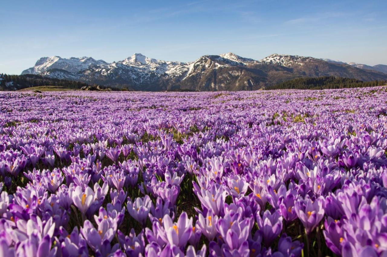 Willa Koca Ojstrica - Velika Planina Stahovica Zewnętrze zdjęcie