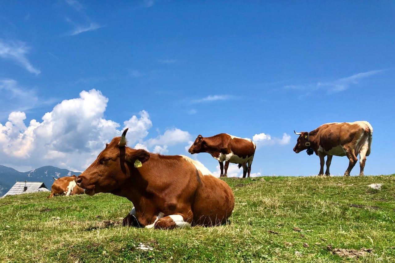 Willa Koca Ojstrica - Velika Planina Stahovica Zewnętrze zdjęcie
